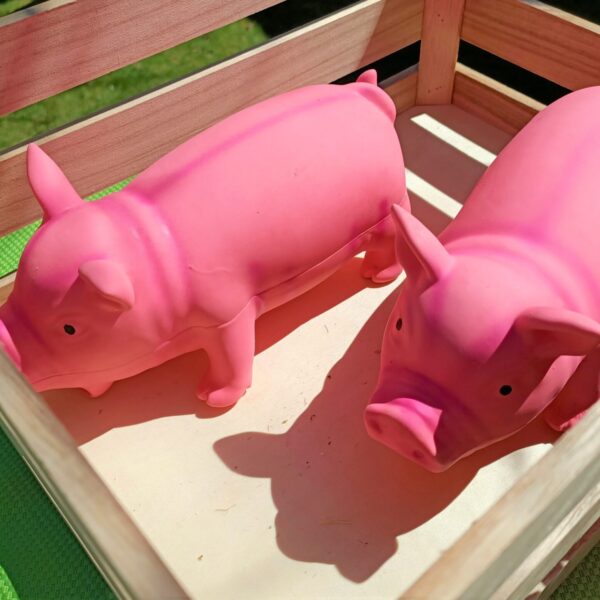 party hire Tauranga pig decoration